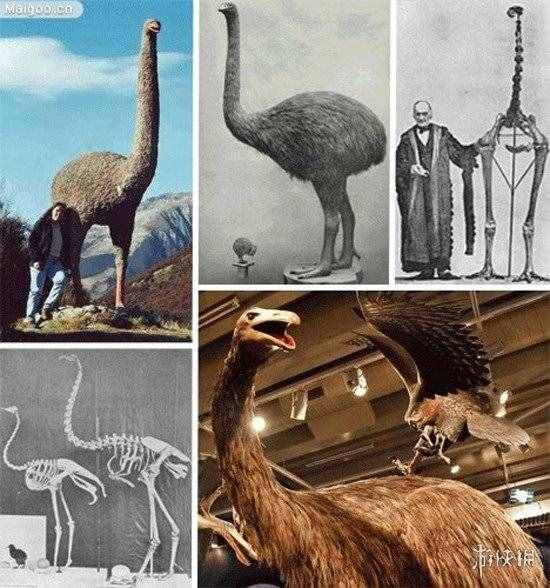 14种怪异的远古生物 鸵鸟站在它面前只是个侏儒！