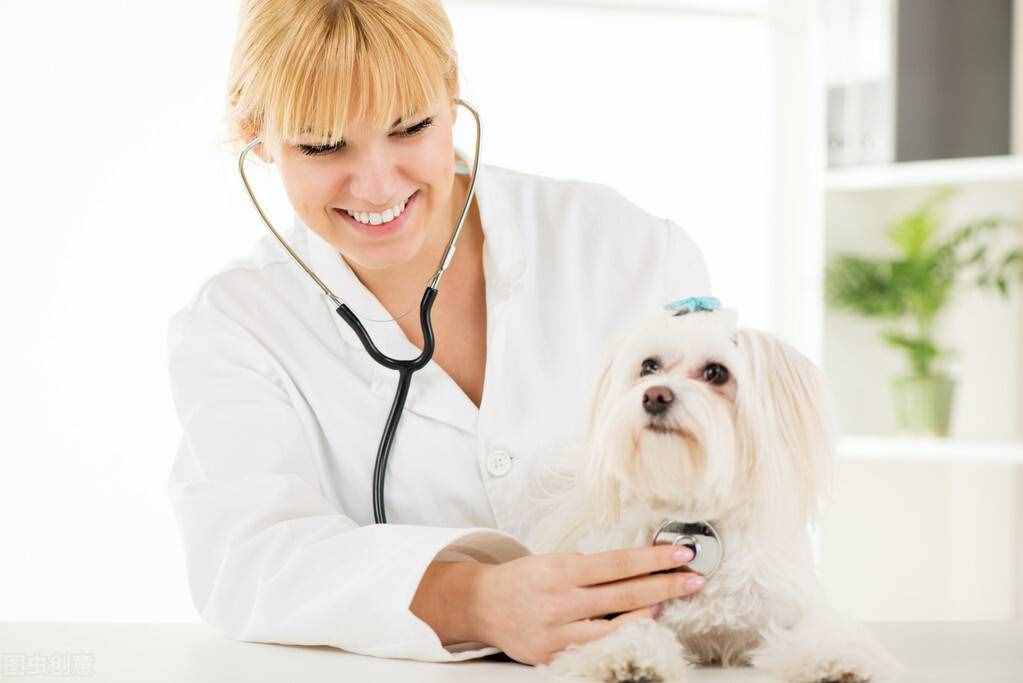 宠物犬：“蛔虫病”的症状和诊断治疗及预防措施统统在这里