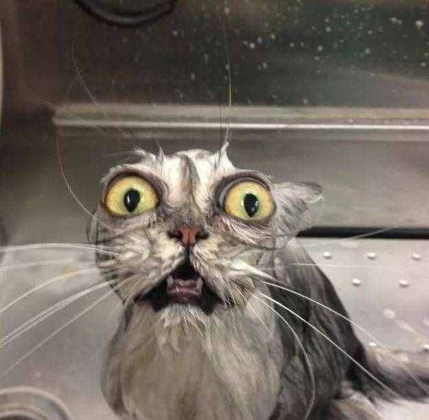 田园猫养了6年，都没洗过澡，猫咪一辈子不洗澡可以吗？