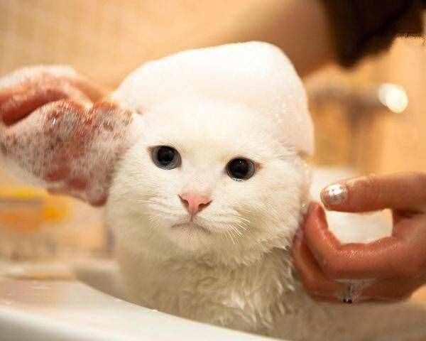 田园猫养了6年，都没洗过澡，猫咪一辈子不洗澡可以吗？