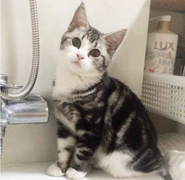 美短猫多久洗一次澡？原来这么多年都错了