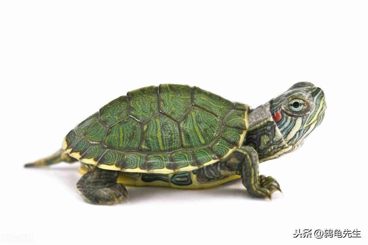 辟谣：乌龟的寿命其实并不长，千年王八万年龟，原来是这么回事