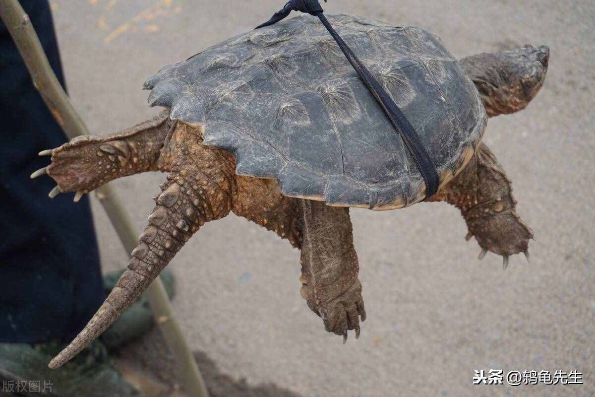 辟谣：乌龟的寿命其实并不长，千年王八万年龟，原来是这么回事