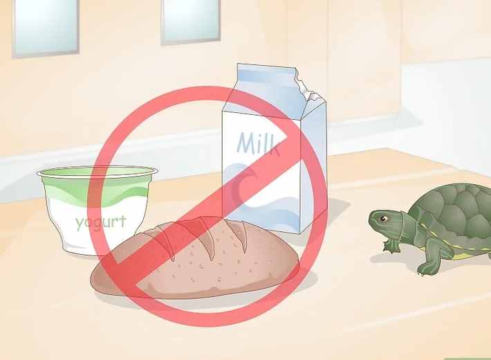 乌龟不进食的原因，及解决办法