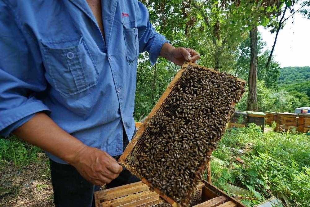 黑龙江畔养蜂人，优质椴树蜜只卖十几元，放蜂辛苦不挣钱