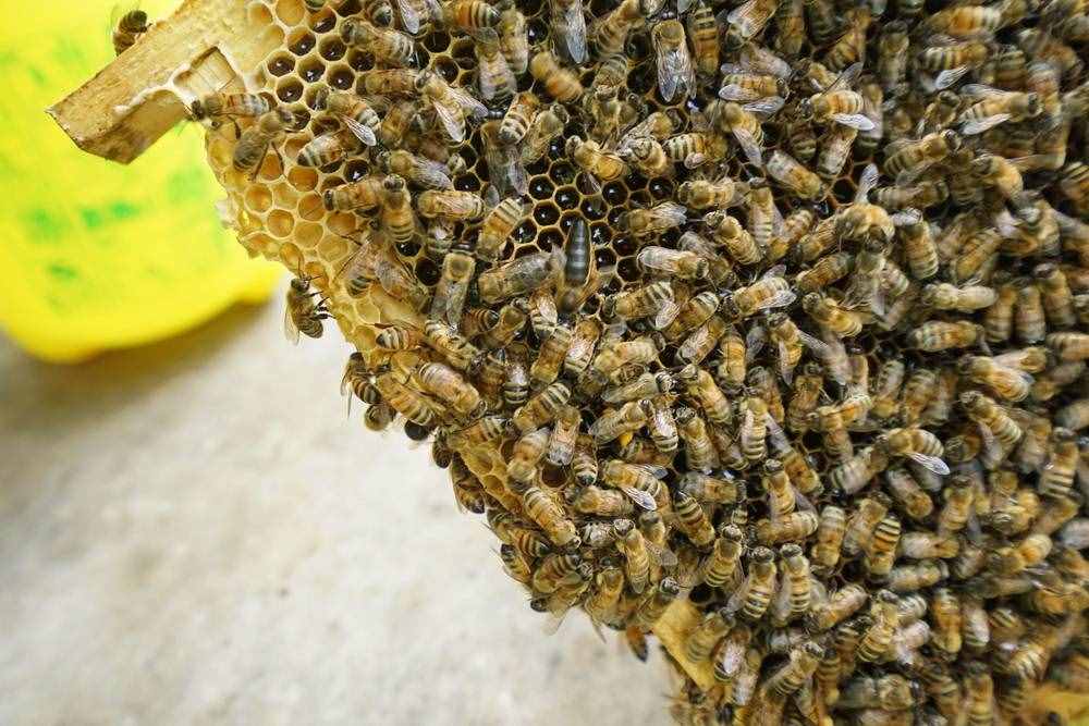 黑龙江畔养蜂人，优质椴树蜜只卖十几元，放蜂辛苦不挣钱