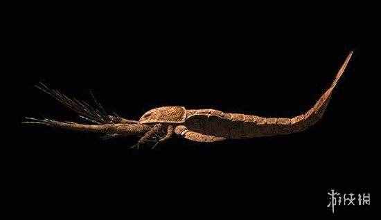 14种怪异的远古生物 鸵鸟站在它面前只是个侏儒！