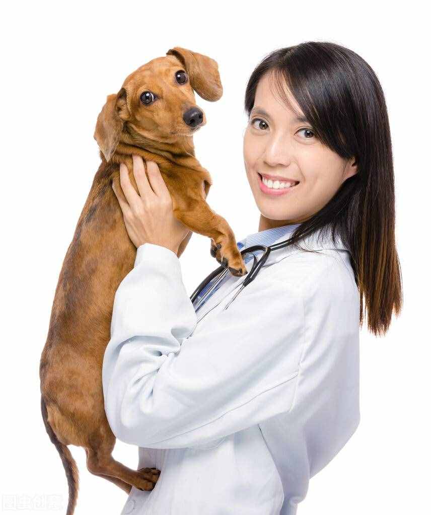 宠物犬：“蛔虫病”的症状和诊断治疗及预防措施统统在这里
