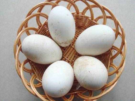 鸡蛋和鸭蛋在生活中很常见，为什么鹅蛋却很少见到？