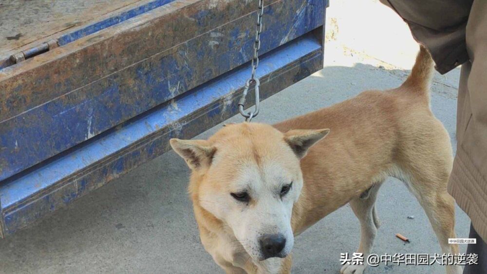 2万的中华田园犬，头大到有点可怕，狗王中的狗王