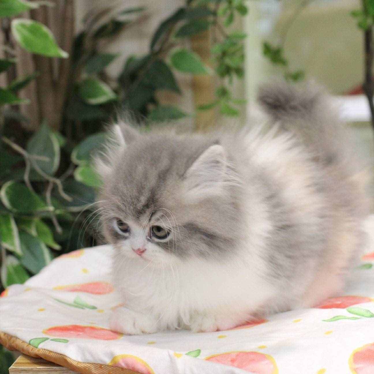 猫中劳斯莱斯:小步舞曲猫(拿破仑猫)