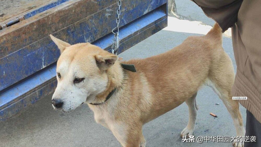 2万的中华田园犬，头大到有点可怕，狗王中的狗王