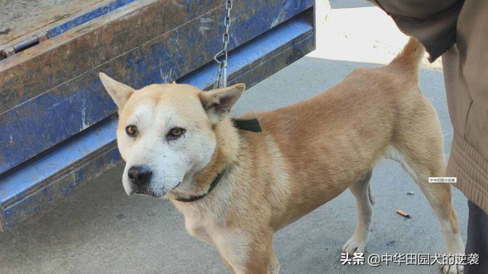 2万的中华田园犬，头大到有点可怕，狗王中的狗王