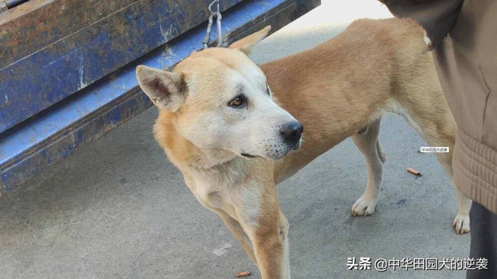 2万的中华田园犬，头大到有点可怕，狗王中的狗王