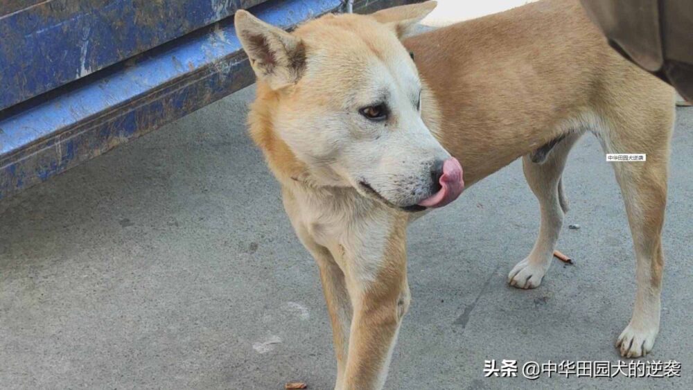 2万的中华田园犬，头大到有点可怕，狗王中的狗王