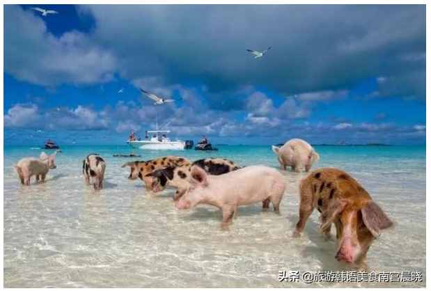 巴哈马最全旅游攻略，避免踩雷：追逐粉红色沙滩，看最幸福的小猪