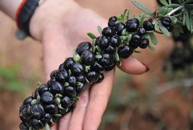 农村这种黑色果子很罕见，曾卖到900元一斤，现在一斤才卖30元