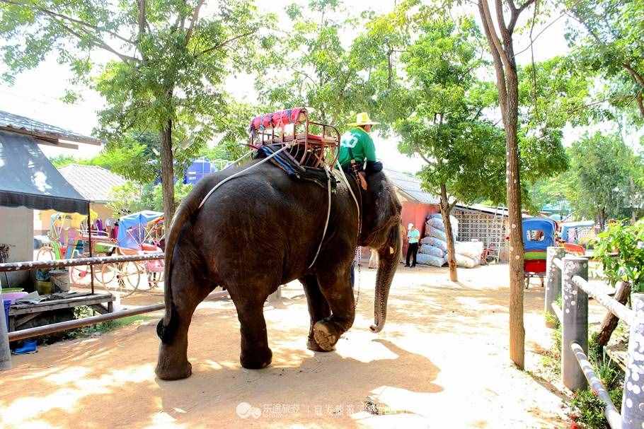 暹罗大象广场：骑大象 乘马车 钓鳄鱼