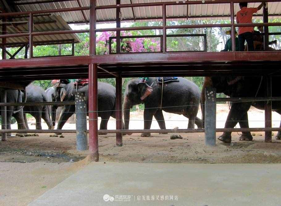 暹罗大象广场：骑大象 乘马车 钓鳄鱼