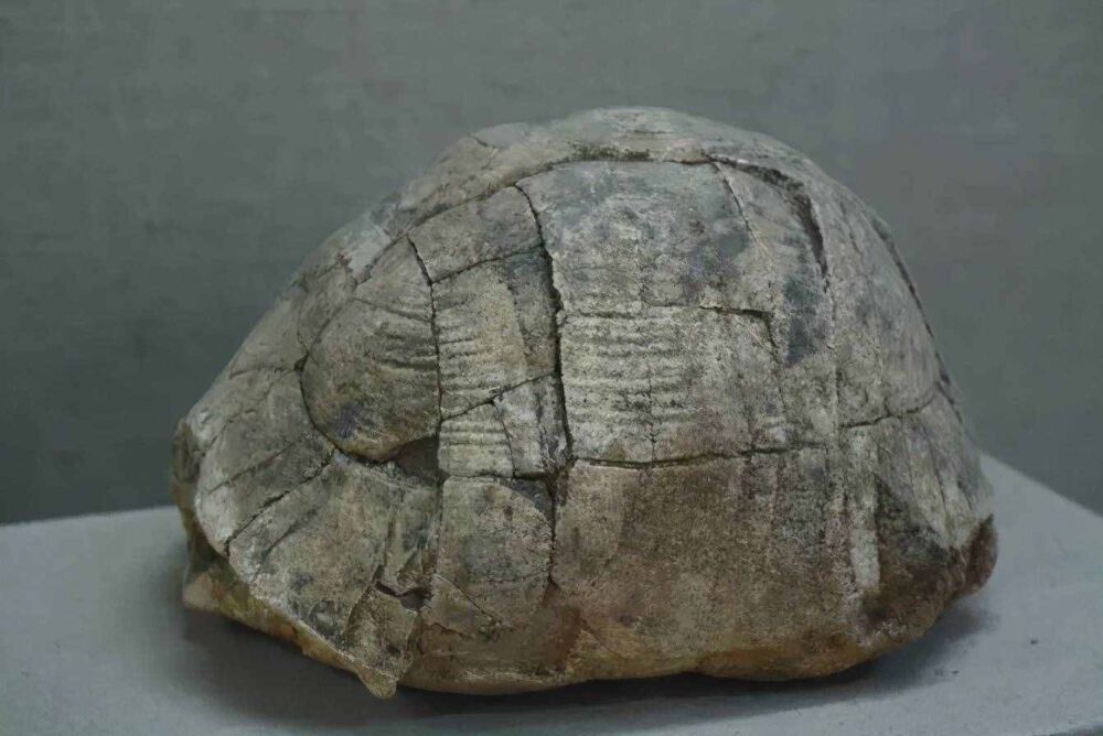 “千年王八万年龟”，乌龟长寿秘籍到底是什么？