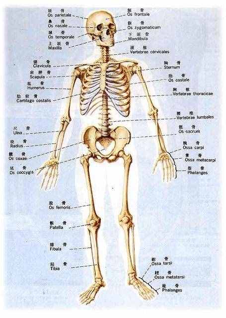 人体骨头有多少块，全身206块