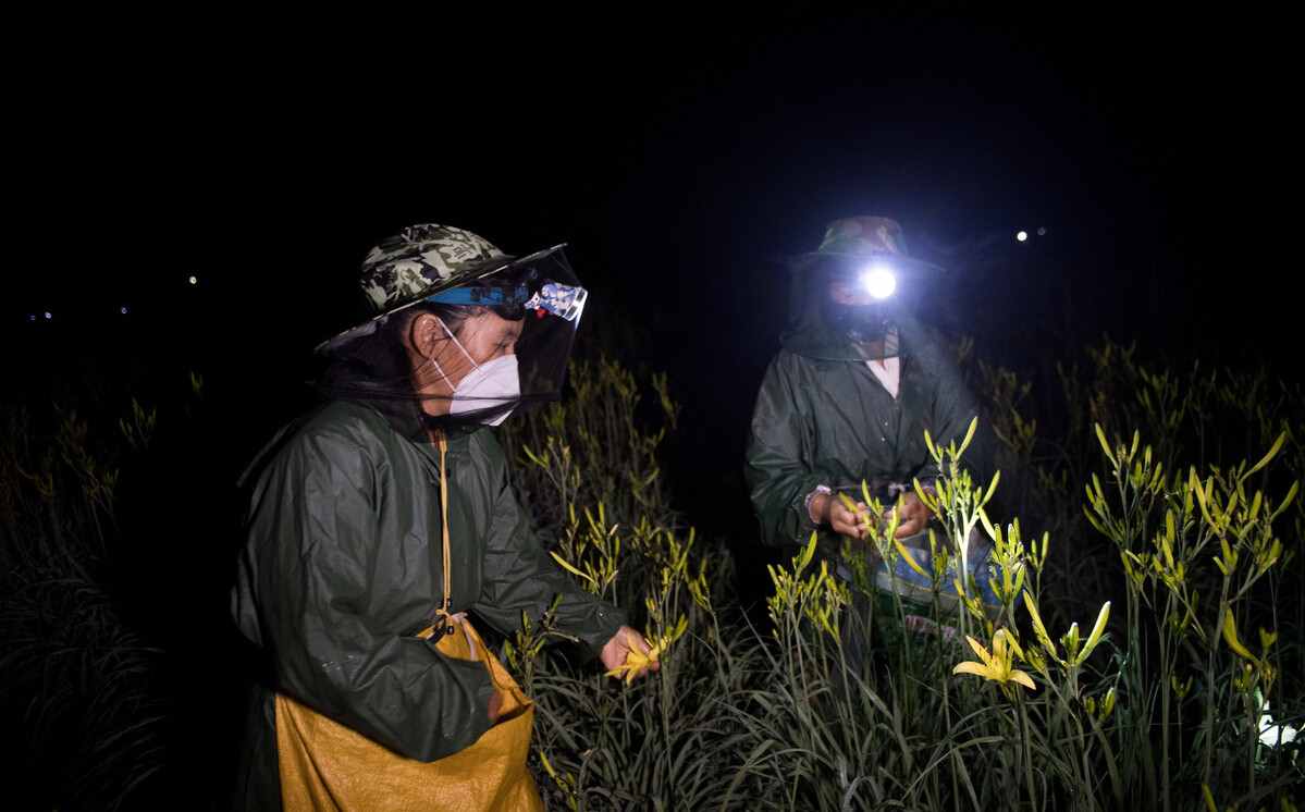 甘肃大叔苏海亮：为防风固沙种植黄花菜，带领全村创收1100万元