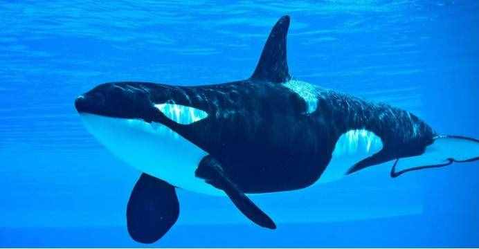 新西兰女子游泳遇到3头虎鲸，它们杀海豹吃鲨鱼，为何不攻击人类