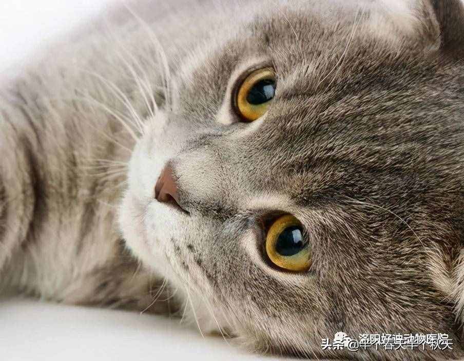 给猫主子打疫苗，洛阳好迪动物医院挑战价格“底线”