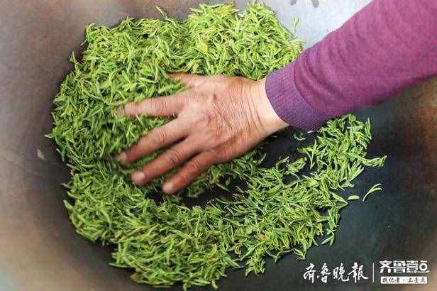 头茬崂山绿开采！“云上”销售助力春茶上市