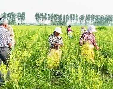 甘肃大叔苏海亮：为防风固沙种植黄花菜，带领全村创收1100万元