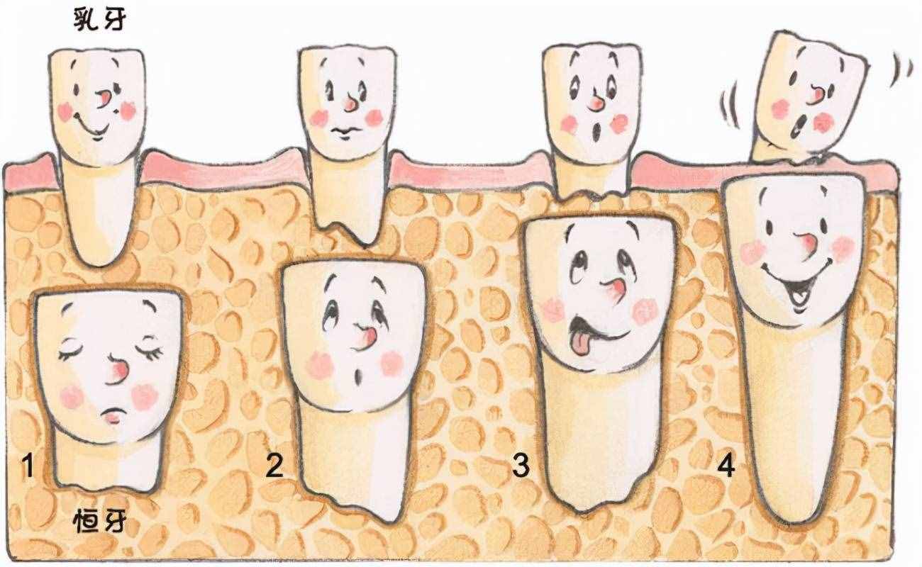 人的牙齿视为最重要的器官之一 那么牙齿一共有几颗