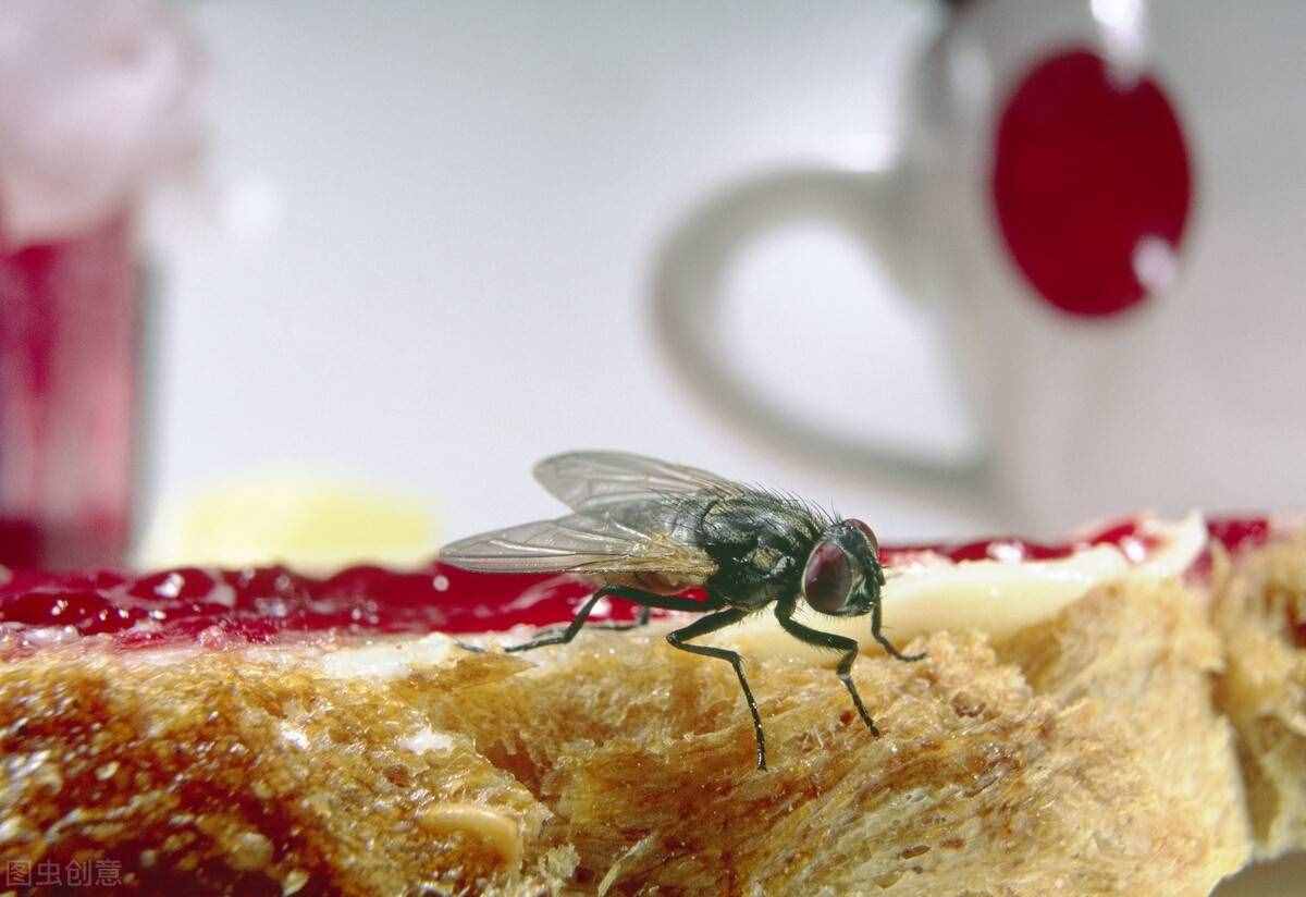 苍蝇吃东西时边吃、边吐、边拉，这么脏的苍蝇为什么自己不生病？