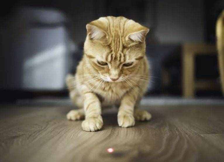 为什么不建议频繁给猫咪玩激光笔？时间长了人和猫都会不开心啊