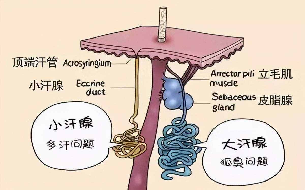 狐臭是怎么产生的？到底是疾病还是生理现象，该怎么根除？