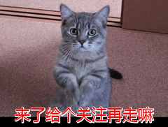 新手养猫｜10种必买和10种避雷的猫咪用品