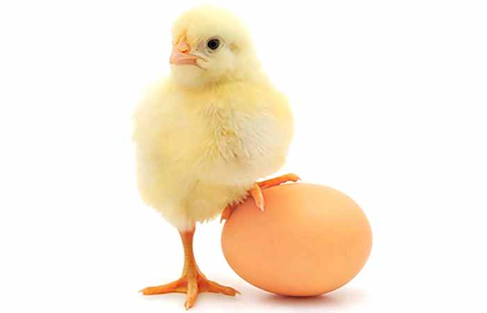 为什么日本的鸡蛋可以生吃，而国内的不行，它们到底有什么区别？