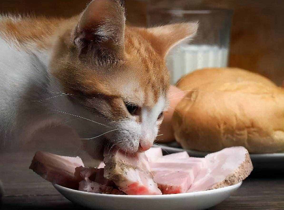 猫咪不能吃的“几种肉”，你可能还在犯错