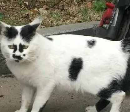 猫界颜值最不稳定的猫——奶牛猫，真不是普通宠主能驾驭的