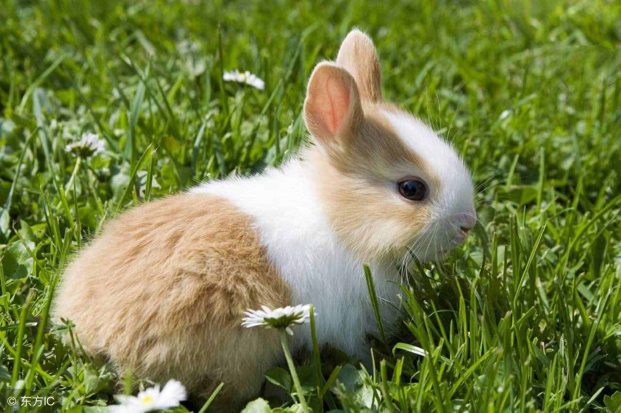 兔子能吃什么，我们都知道，那兔子不能吃什么呢？