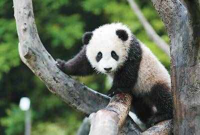 大熊猫为什么是国宝？