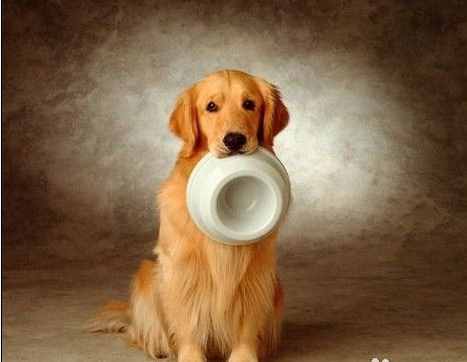 金毛犬吃什么狗粮最好？