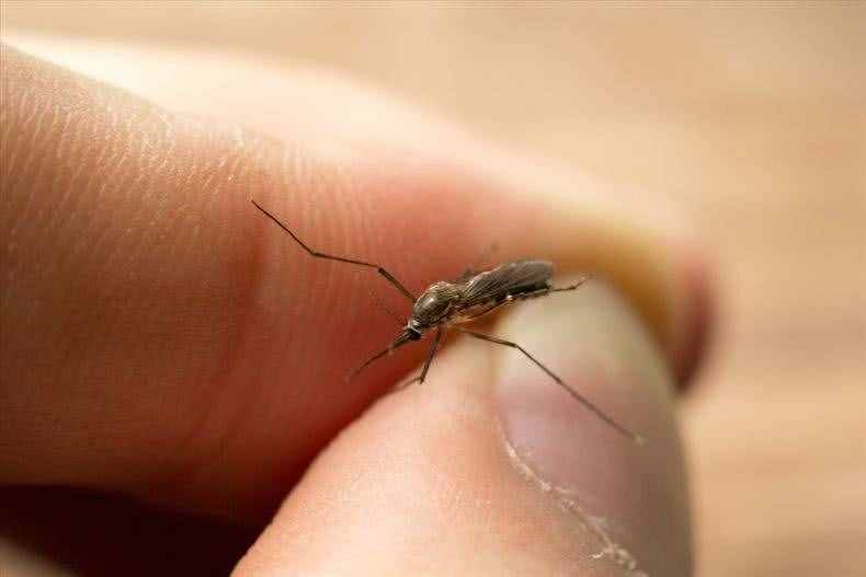 蚊子叮咬人和血型有关系吗？蚊子更喜欢叮咬什么样的人？