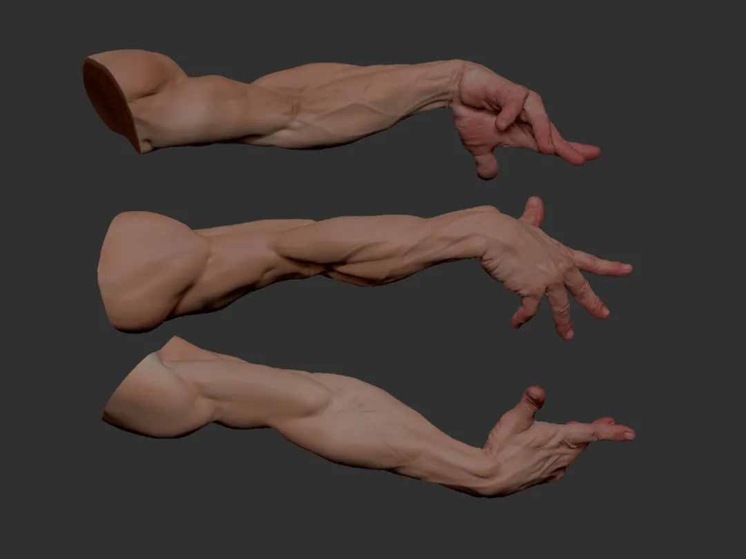 「绘画素材」肌肉与力量美！来一波​大佬的“3D手臂建模”参考