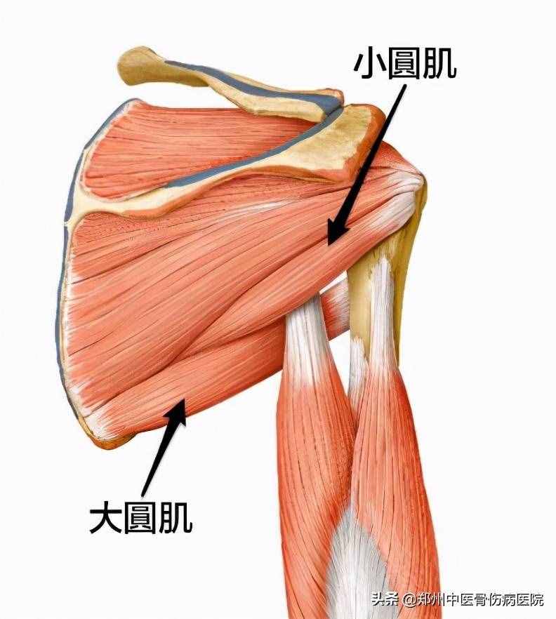 90%人都有的“圆肩”问题怎么拯救？