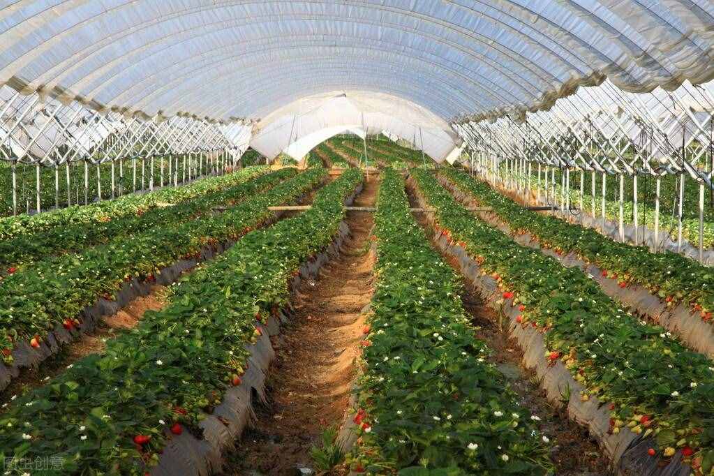 摘草莓一般是几月份？什么时间的草莓好吃？露地栽培营养价值高
