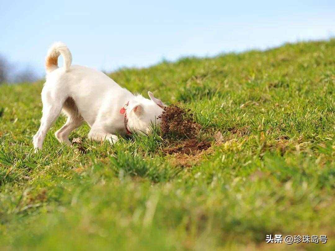 狗子喜欢吃草，不是单纯摄取纤维，其实原因有许多，还包括自救