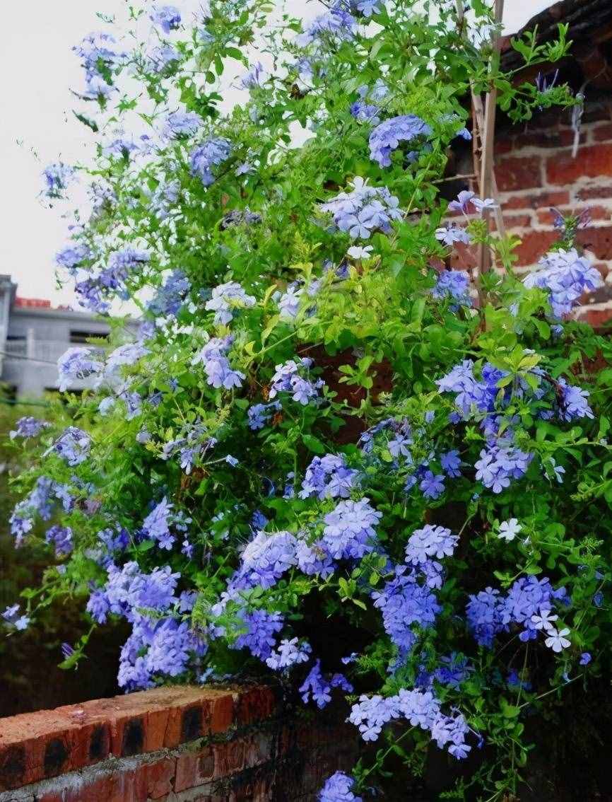 8种蓝色花卉，清新、典雅、浪漫，养一盆在家，美爆整个家