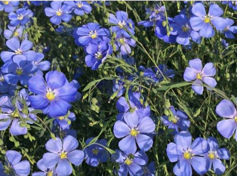 8种蓝色花卉，清新、典雅、浪漫，养一盆在家，美爆整个家