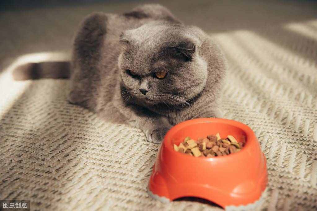 英国短毛猫吃什么牌子的猫粮好？
