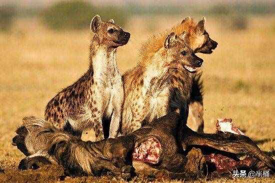 非洲草原仅次于狮子的猎食者斑鬣狗，为什么喜欢“掏肛”？